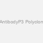 Polyclonal AntibodyP3 Polyclonal Antibody